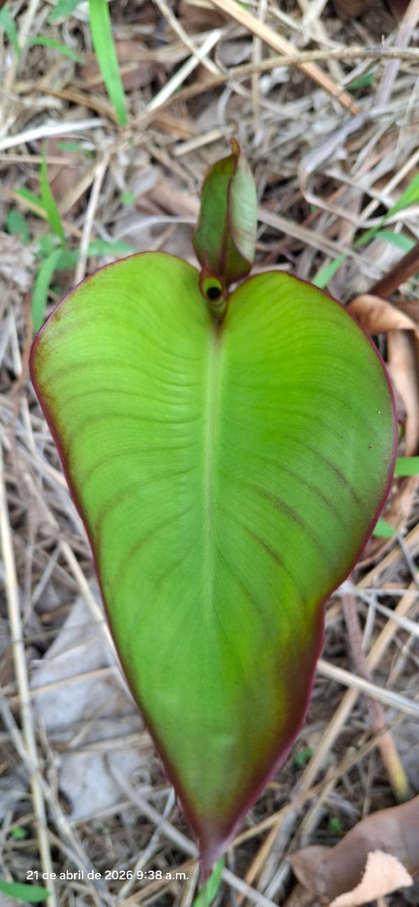 Nature observation session documented in Vallecito, Venezuela