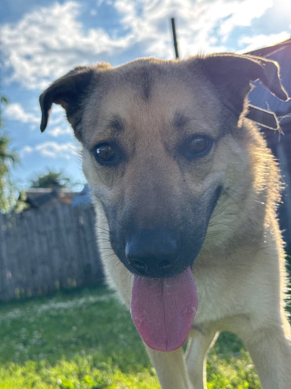 Dogs up close in a Russian backyard on a summer afternoon