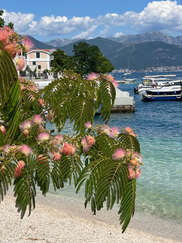 Blooming silk trees frame coastal dining scene in Montenegro