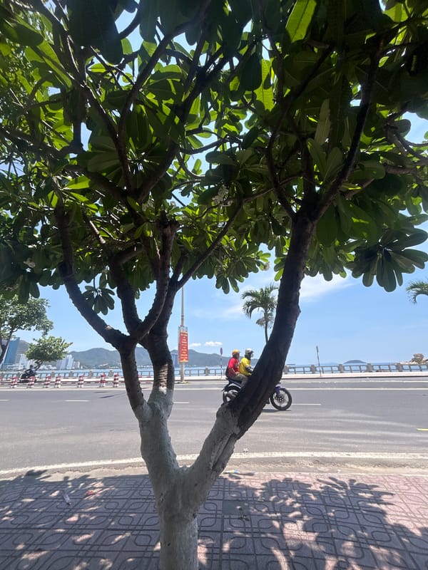 Flowering tree frames coastal cityscape in Nha Trang