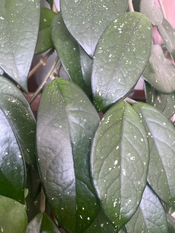 Indoor plant close-ups from a home in Ufa, Russia