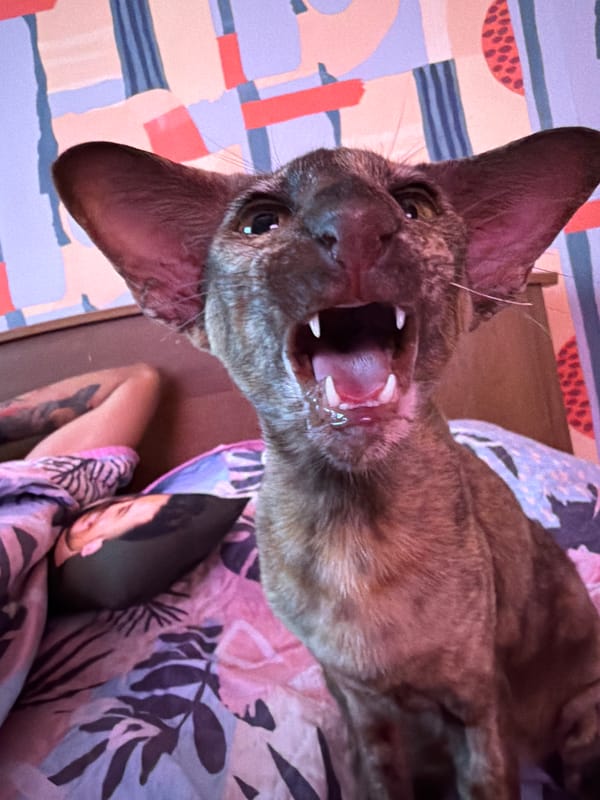 Cats and a dog doing their thing in a Chaikovsky apartment