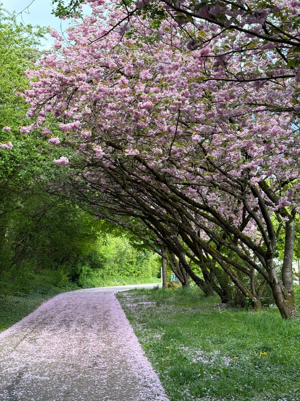 Spring walkers enjoy pink petal-covered path in Luxembourg park