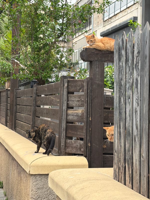 Delivery truck hits traffic signal, cats spotted in Tel Aviv