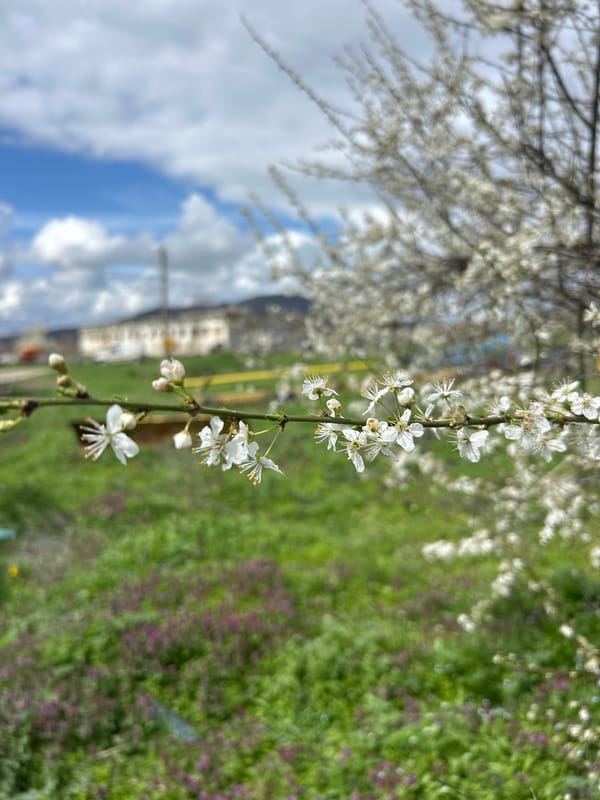 Spring blooms and countryside documented in Srednia, Bulgaria