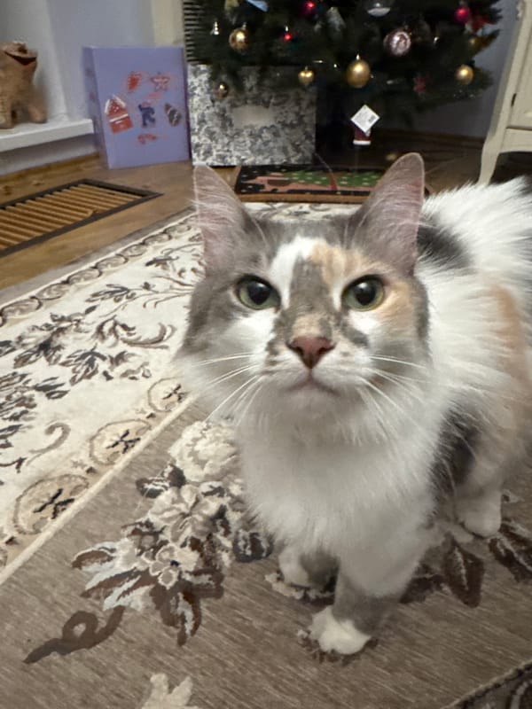 Calico cat and Christmas decor at a home in Yeysk