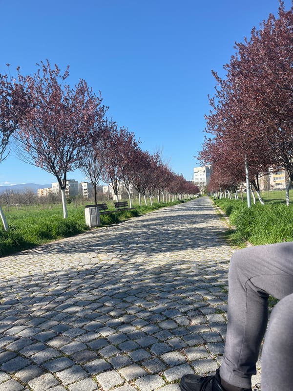 Spring blossoms line cobblestone walkway in Plovdiv, Bulgaria