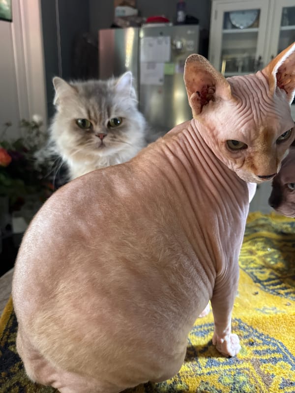 Domestic life: Sphynx cats, small dogs, blooming flowers documented