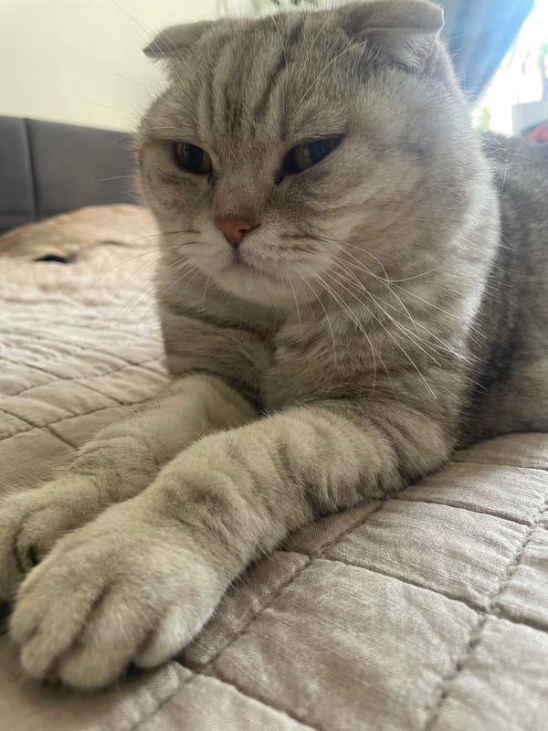 Scottish Fold cat rests on cushion in Samara