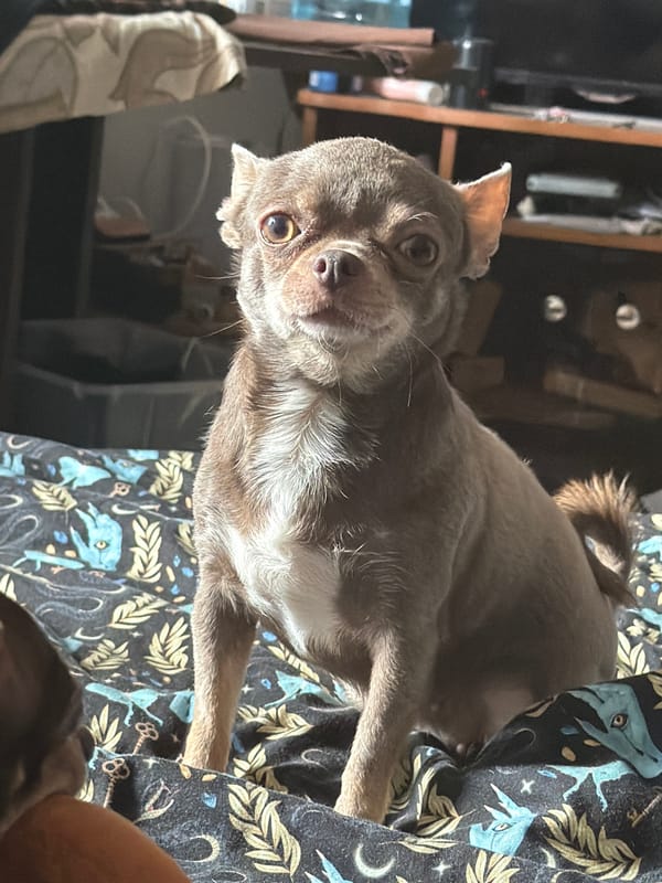 Chihuahua photographed resting on fabric in Saint Petersburg