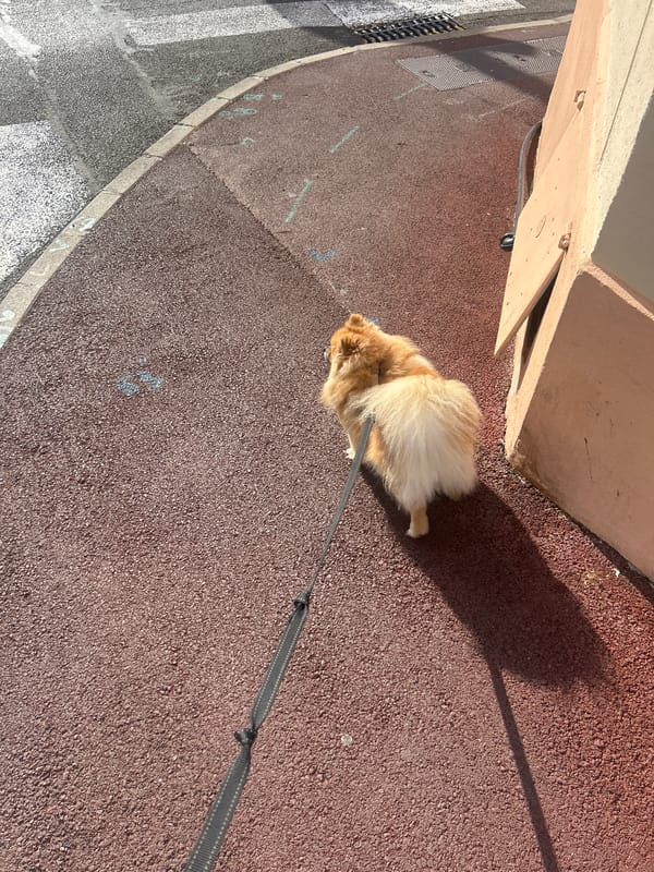 Pomeranian dog spotted on leash in Cannes, France