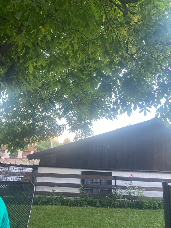 Backyard life in Târgu Neamț: flowers, cats, dogs, and dusk