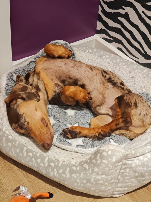 Dachshund sleeps peacefully in patterned bed, Locking Parklands