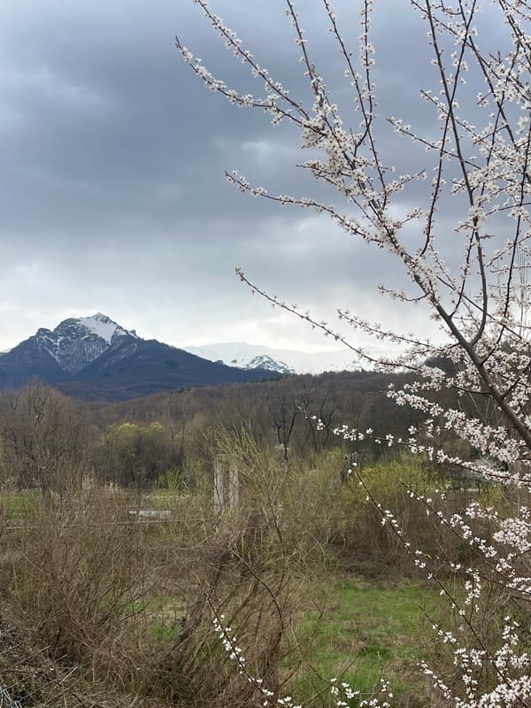 Spring blossoms frame snow-capped mountain in Apriltsi, Bulgaria