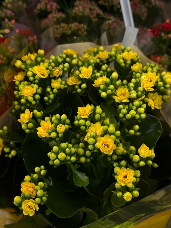 Flower shop browsing session documented in Chișinău, Moldova