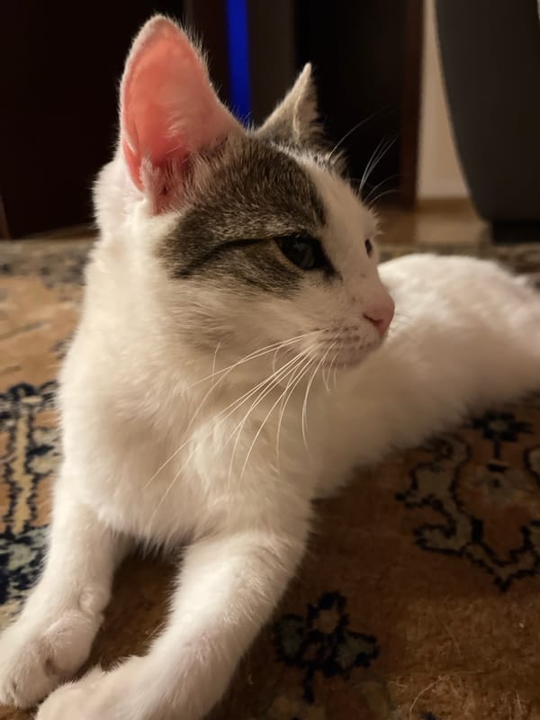 A cat winds down for the evening in a Montenegrin apartment.