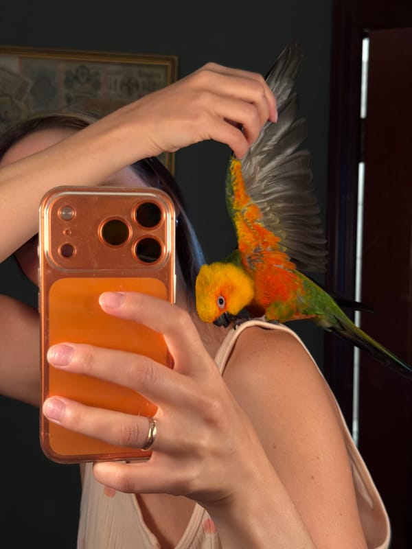 Sun conure parrot spends time with family in Khimki home