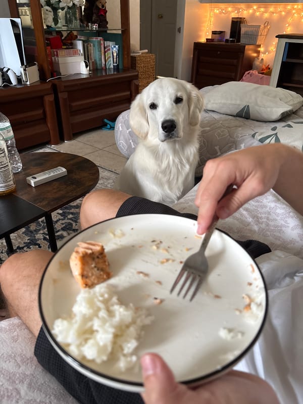 Salmon, rice, and a protein drink in Tampa