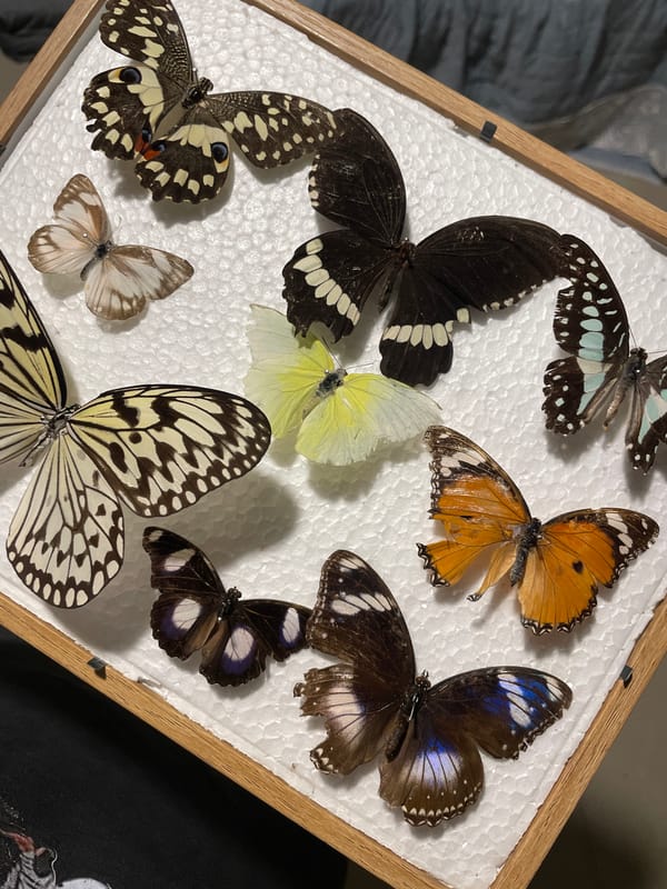 Butterflies, toys, and comics documented in Davao City
