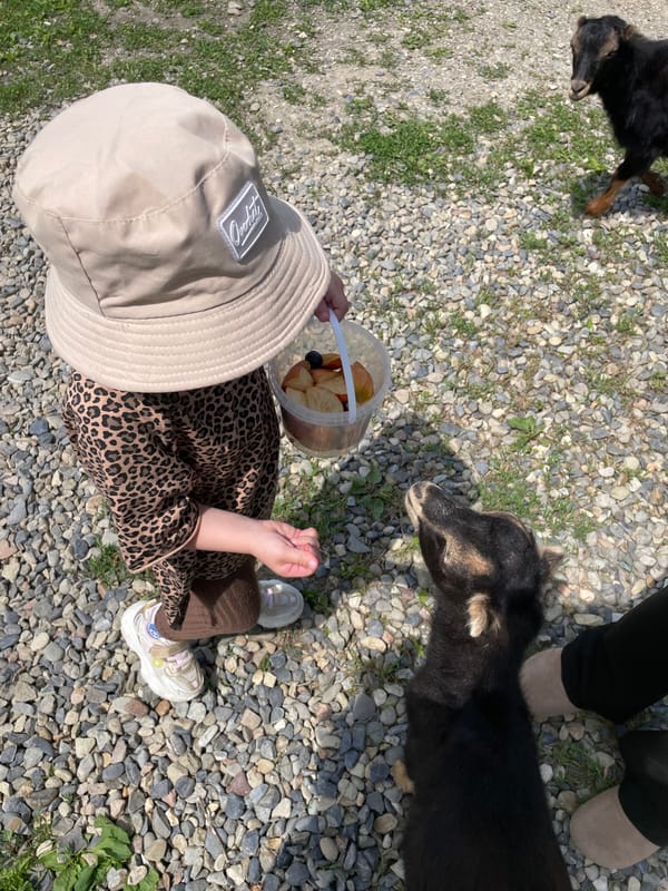 Zoo visit documented in Timofeevka, Russia showing various animals
