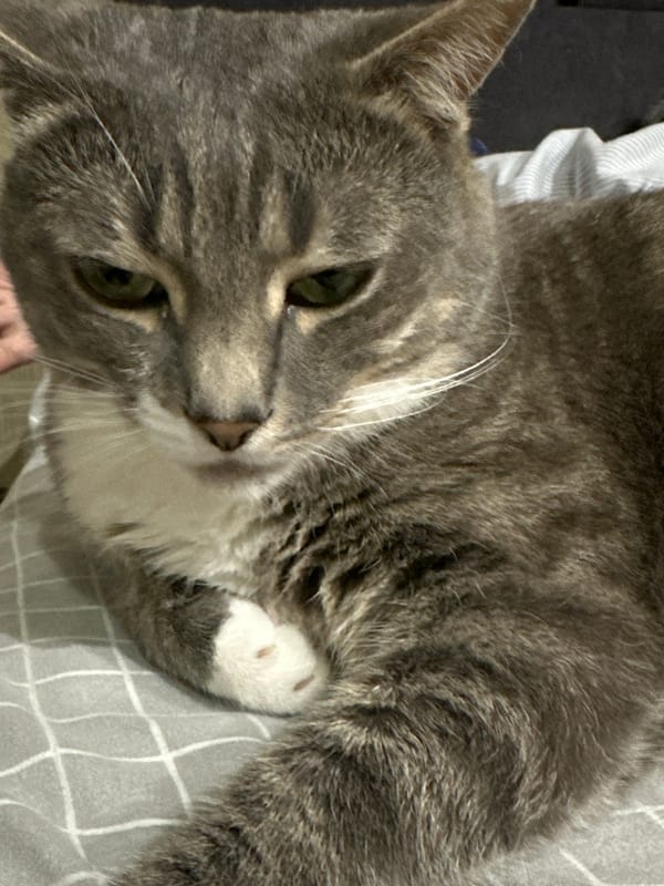 Grey tabby cat fully relaxing on a checkered surface