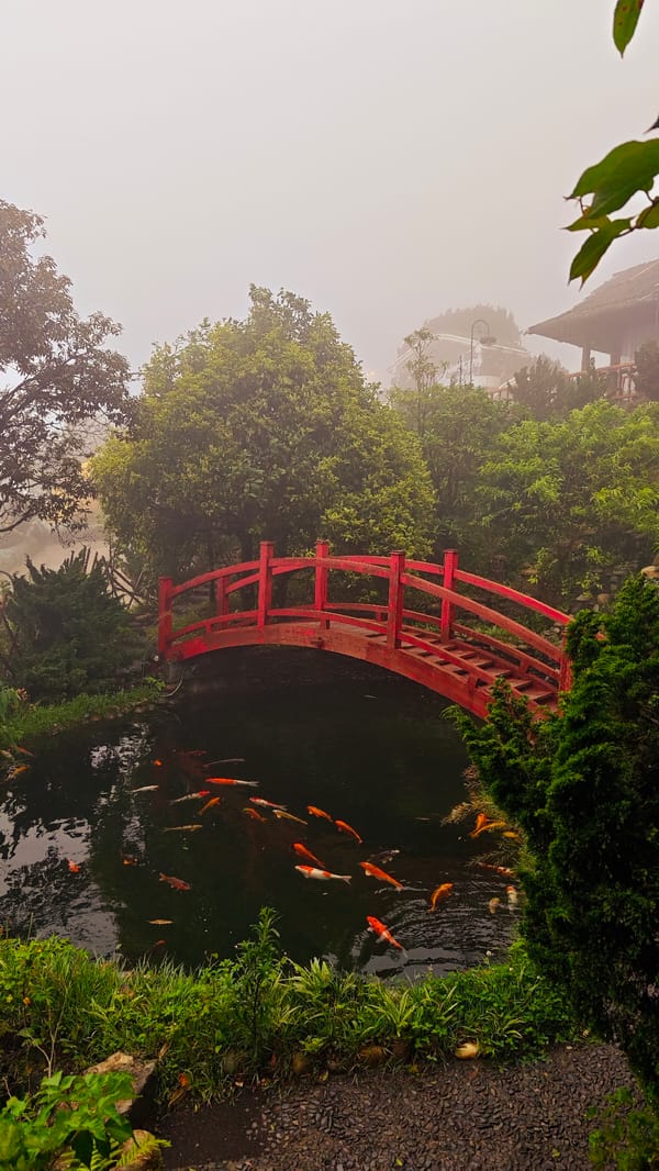 Tourist captures foggy morning moments in Binh Lu, Vietnam
