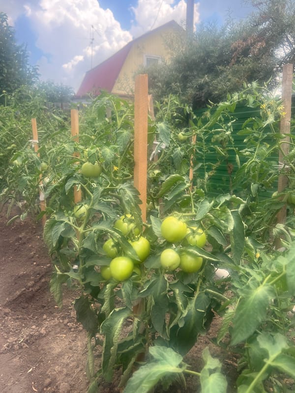 Summer garden in full swing, Mochishche, Russia