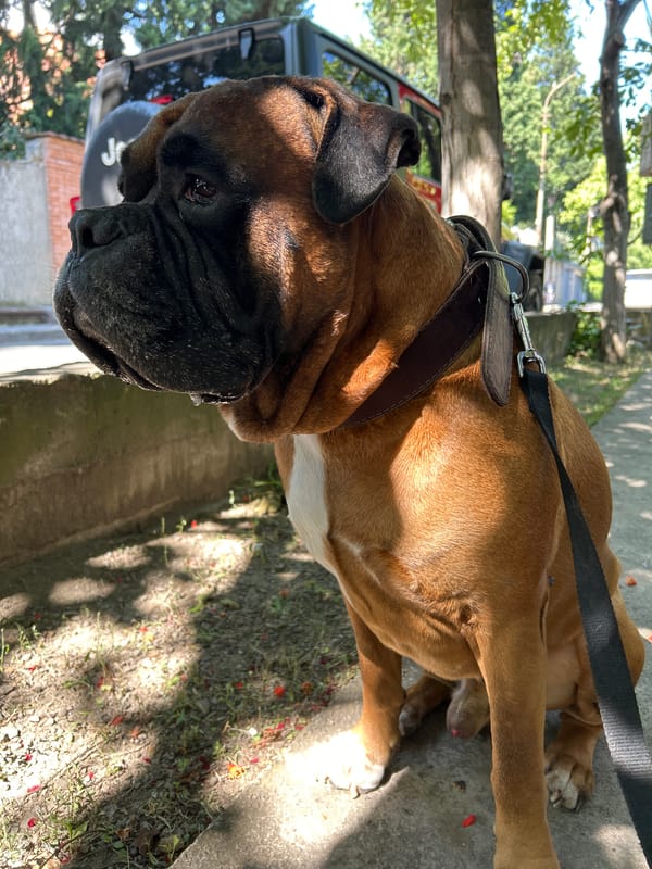 Boxer dog on a morning walk through sunny outdoor grounds