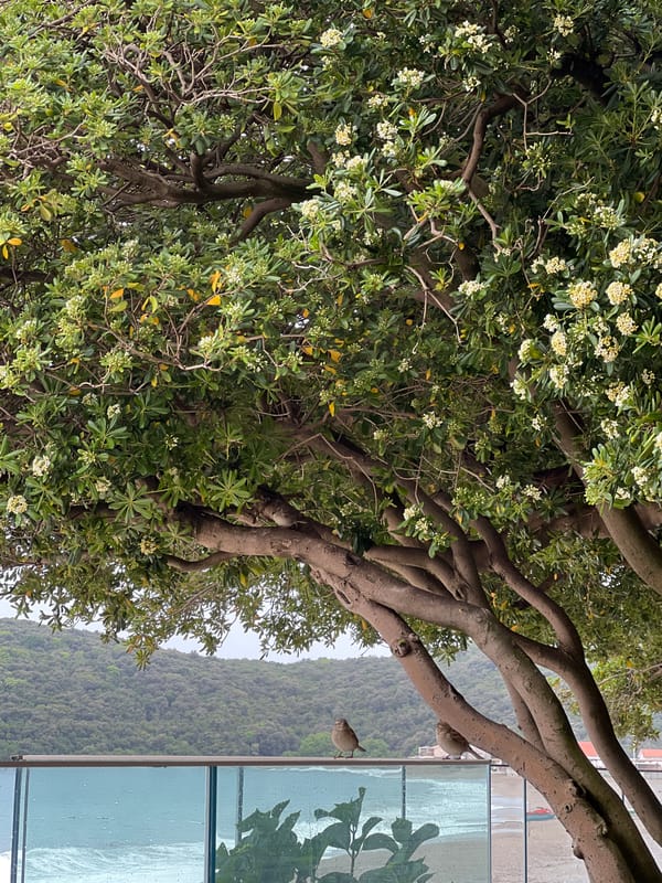 Spring morning coastal scene documented in Prijevor, Montenegro