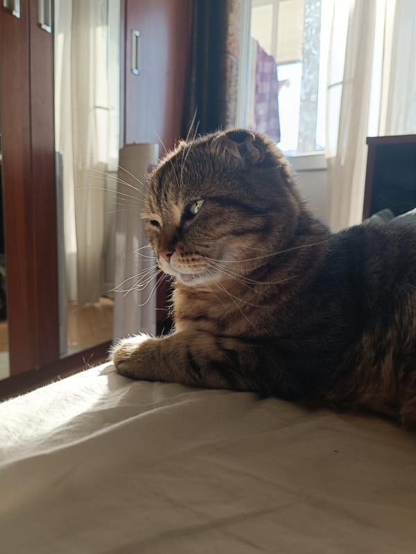 Cats and a poodle at rest in a sunny Kyiv apartment