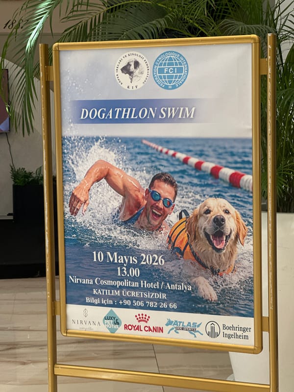 Free Dog Swimming Event Advertised in Antalya
