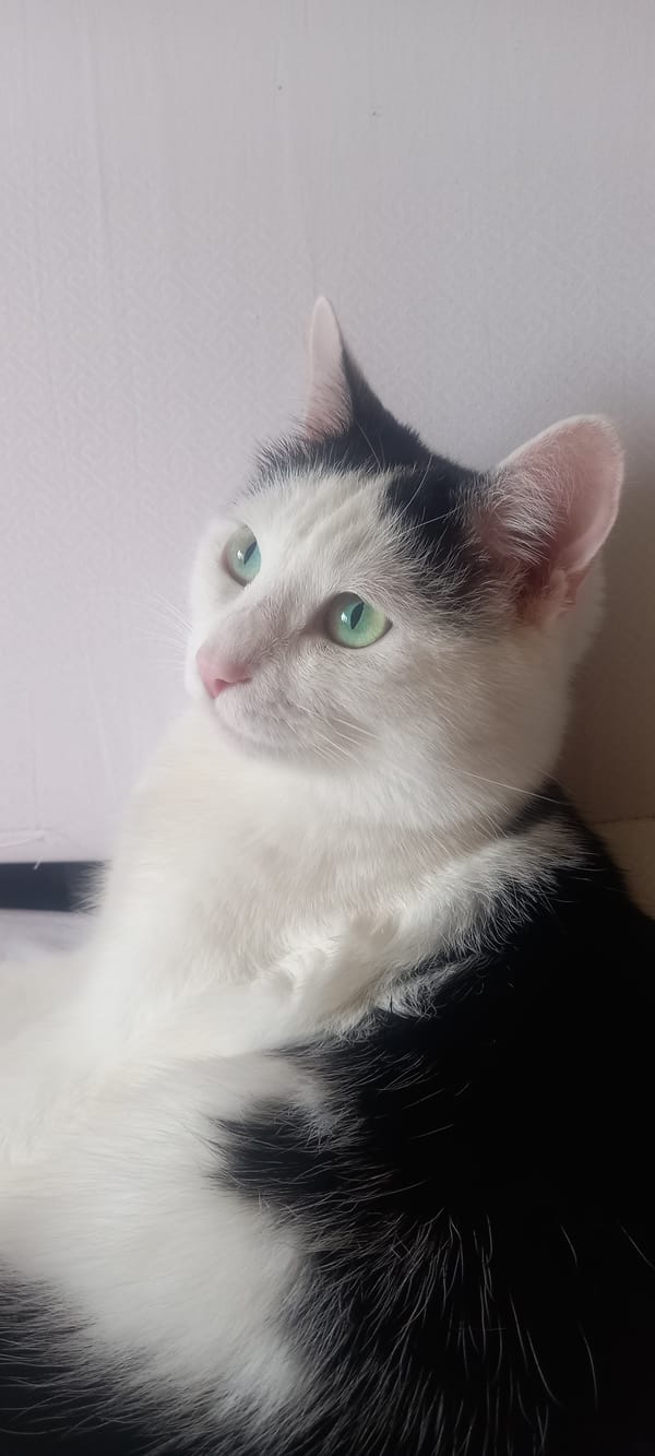 Quiet morning at home in Izhevsk, cat included