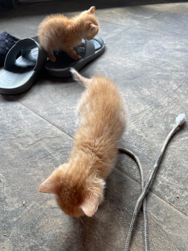 Kittens play around cardboard boxes in Bulgarian town