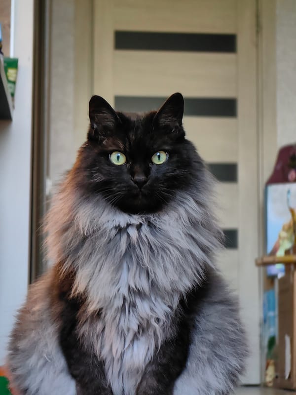 Fluffy green-eyed cat and daisy close-ups in Sochi