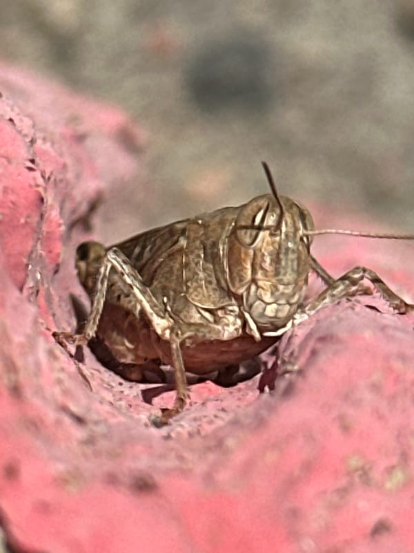 Macro photography of a grasshopper and cherry in Luhansk