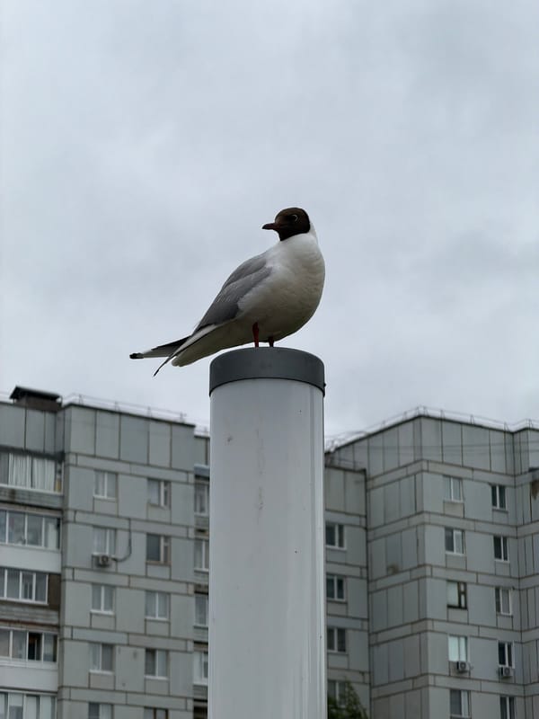 Gull on a pole and coffee in hand, Votkinsk