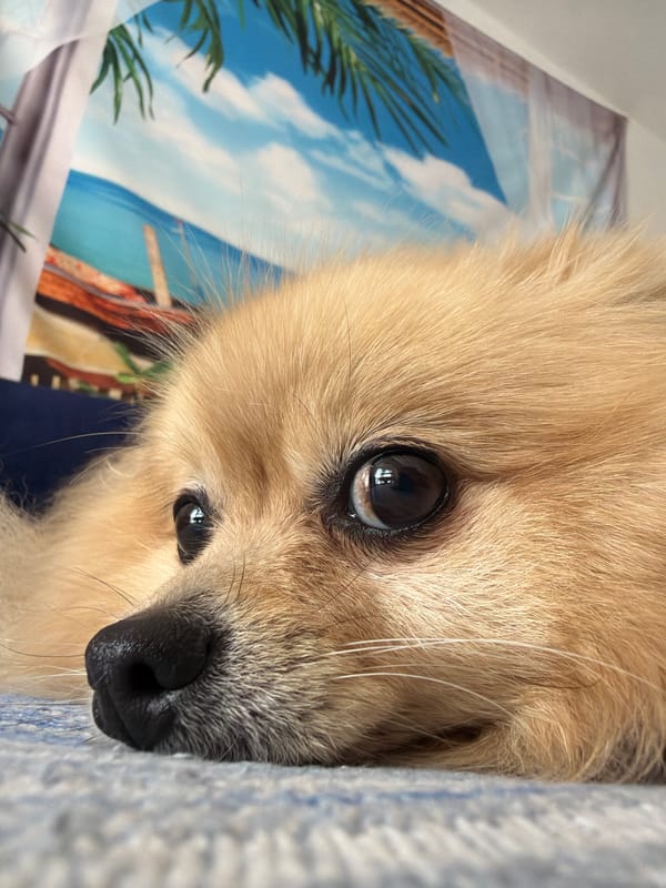 Lazy afternoon with a cat and Pomeranian in Torrevieja