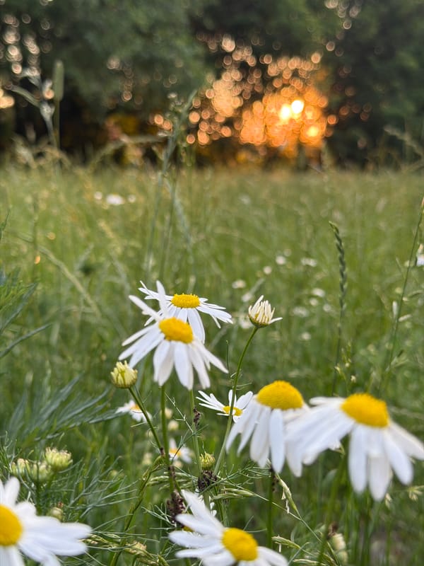 Urban wildflower survey during golden hour