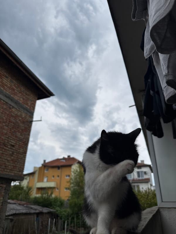 Black and white cat chills and gets some attention in Tsarevo