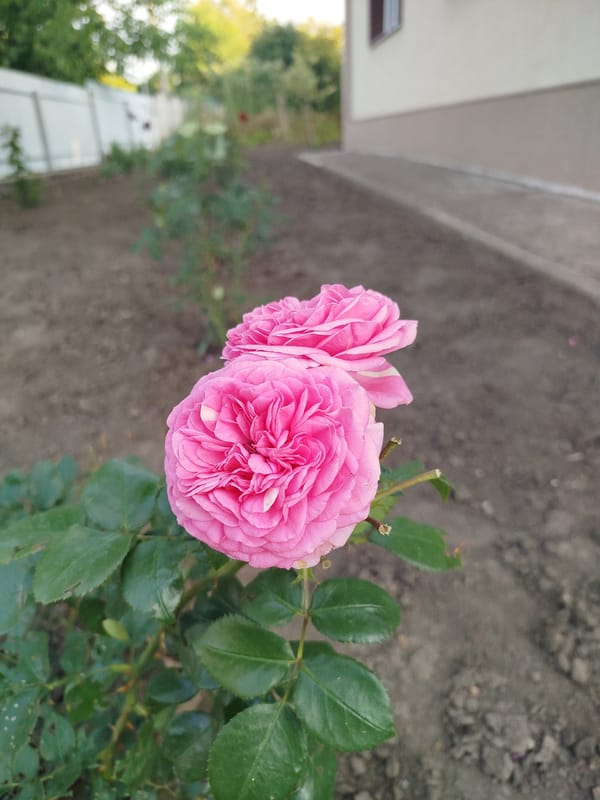 Event