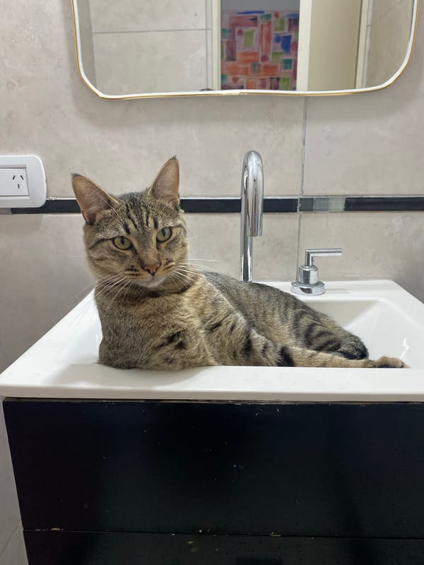 Cat sits in bathroom sink in Argentina