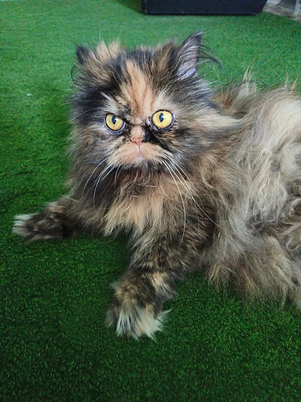 Tortoiseshell Persian cat lounging and posing on a green carpet