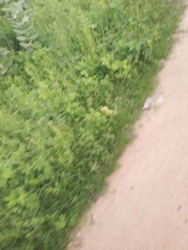 Littered dirt road documented in Jalingo, Nigeria