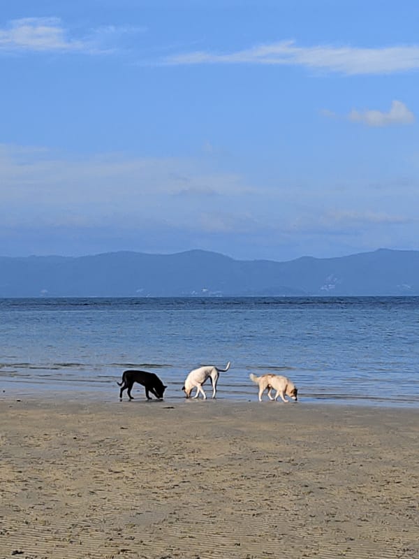 Three dogs wade the shallows on a quiet Ko Pha-ngan beach