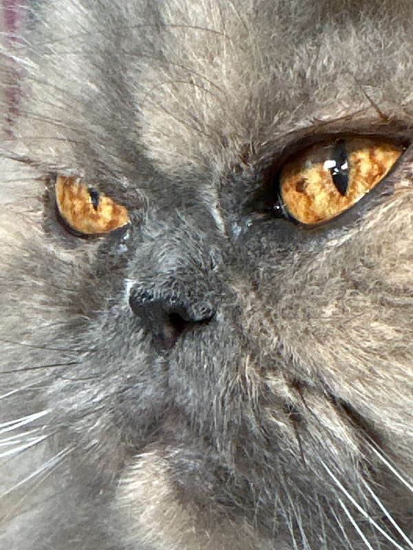 Persian cat portraits and a Chaikovsky sunset from one window