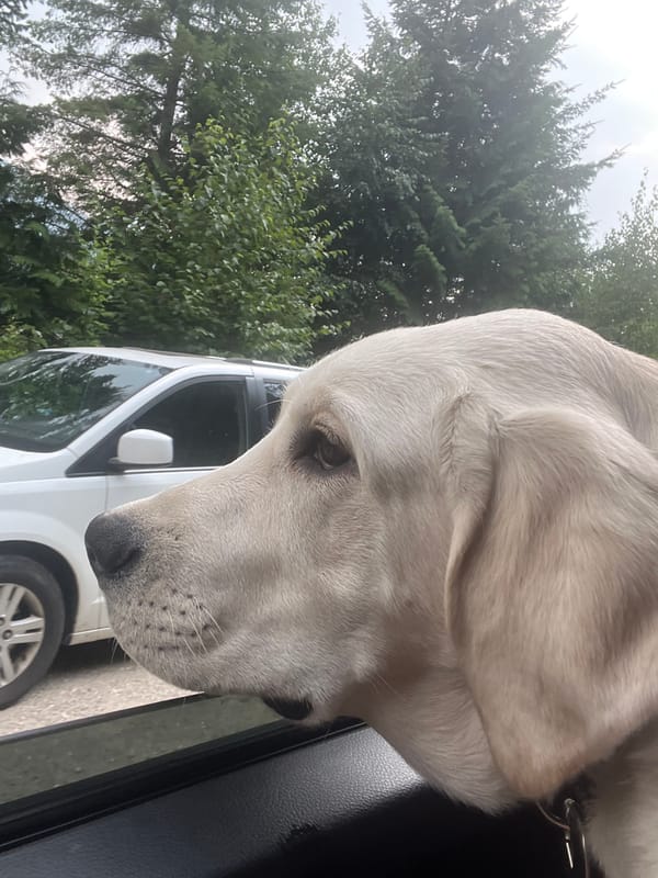Lab mix enjoys the breeze from a car window in Revelstoke