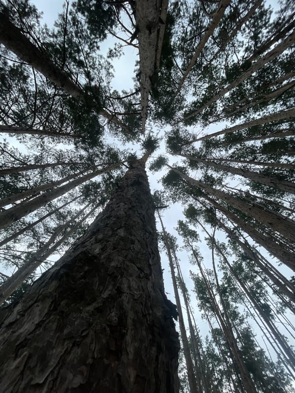 Casual summer afternoon in a Russian pine forest, selfies and all