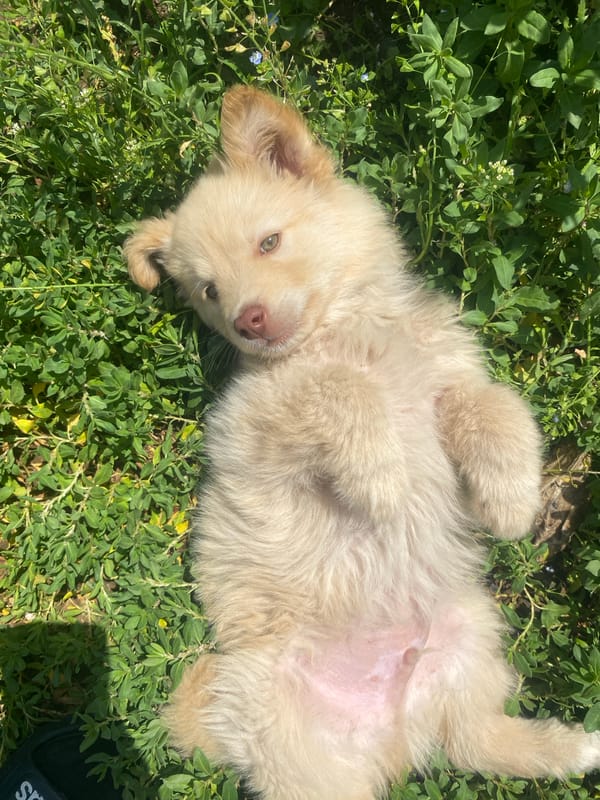 Lazy morning with a puppy, coffee, and countryside quiet
