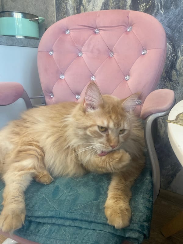 Orange cat documented in multiple indoor settings in Artyom