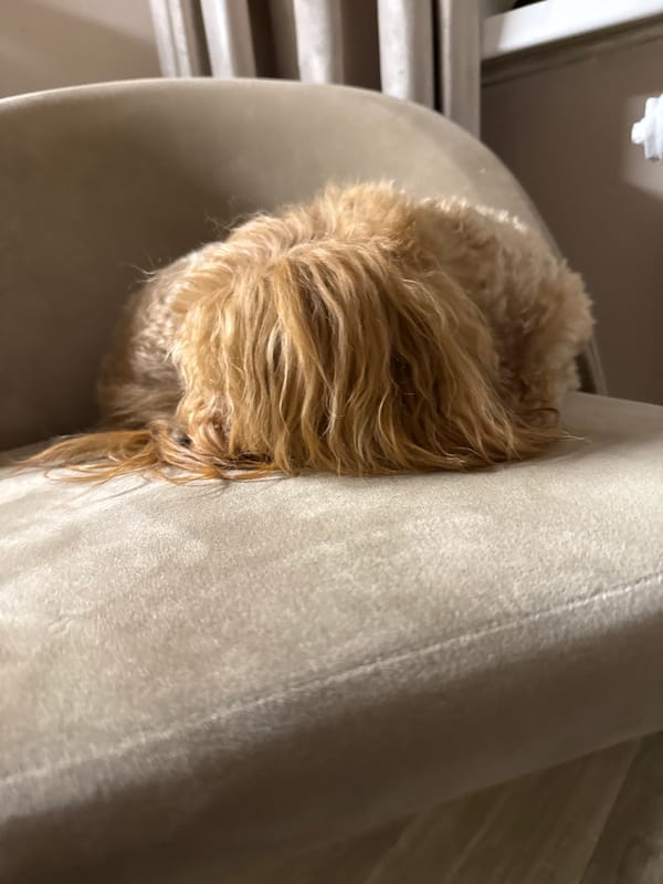 Poodle's evening rest documented in home interior sequence